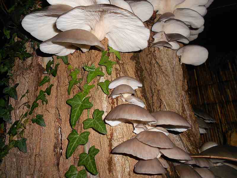 pleurotus ostreatus ,Oyster mushroom