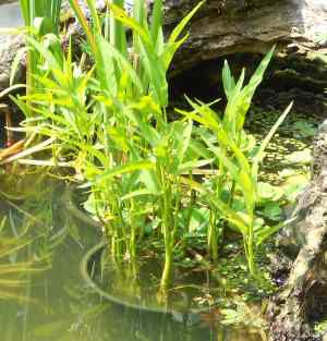 ipomoea aquatica